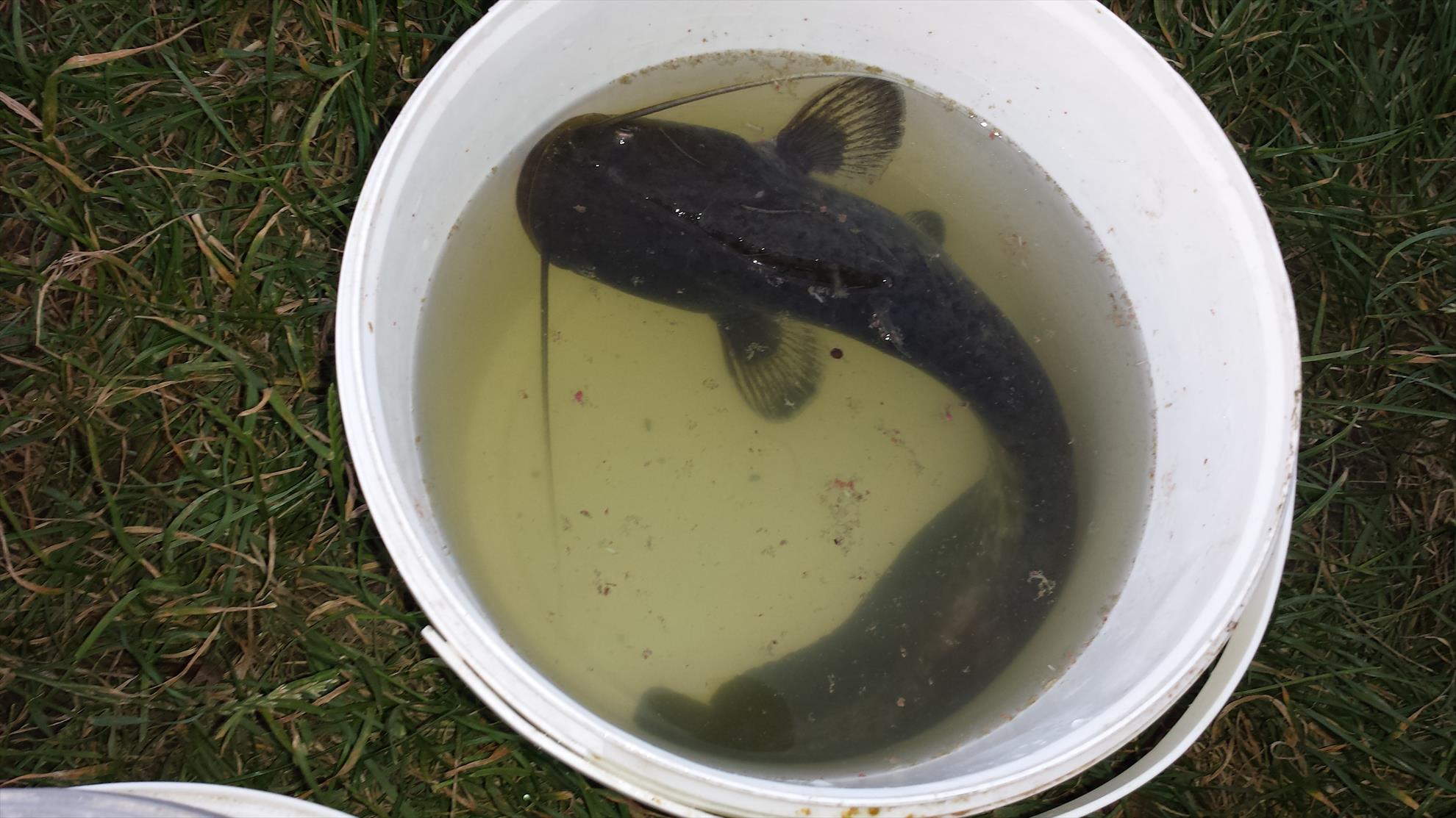 Moara Vlasiei 2 18 - 19 iunie 2016 - 20160618203844.jpg